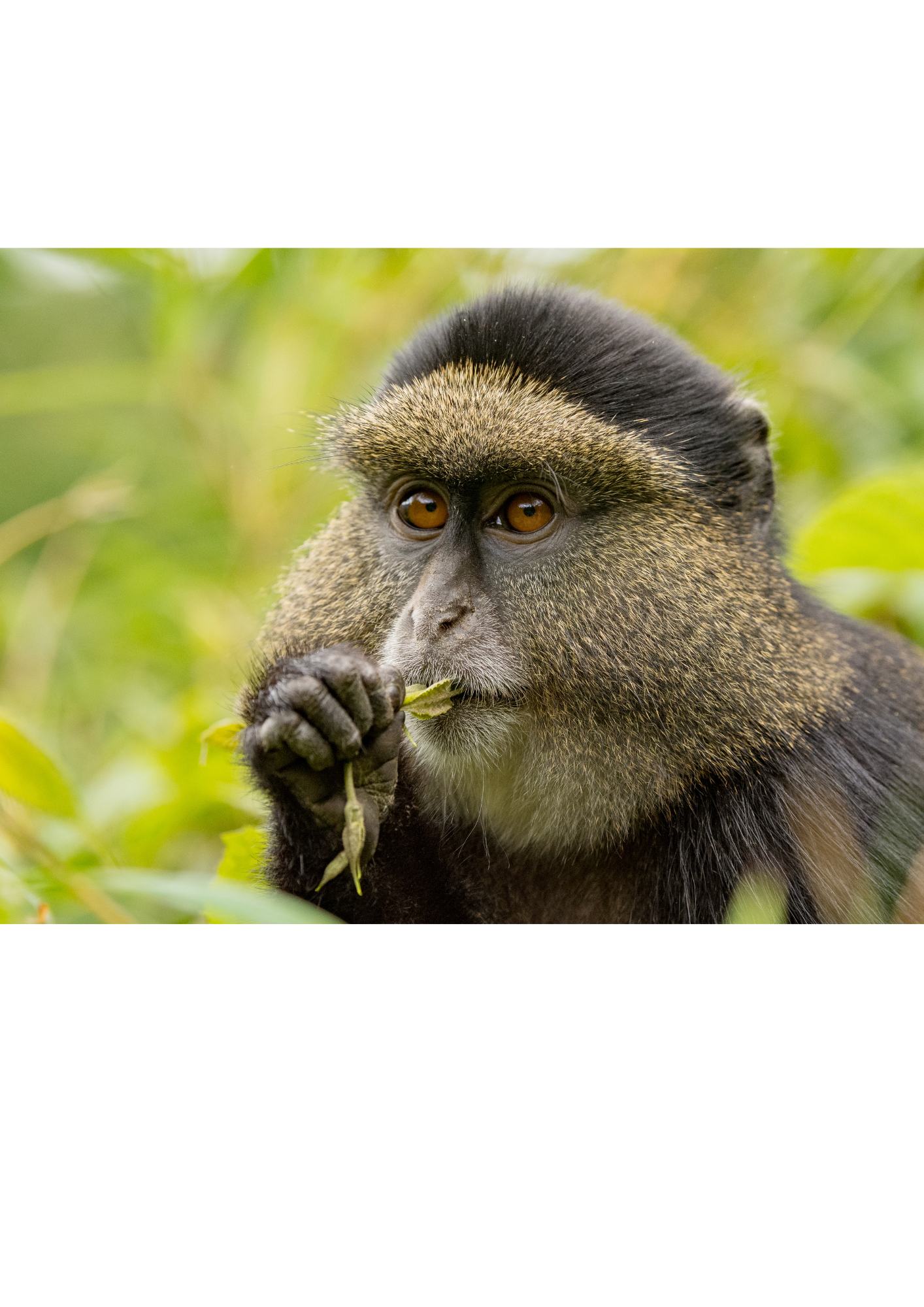 Mountain gorilla family — responsible tracking in Rwanda and Uganda