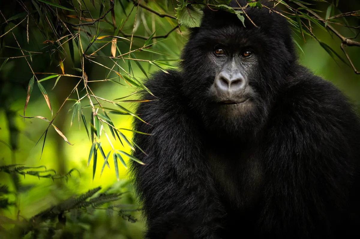 Mountain gorilla family in Bwindi Impenetrable Forest