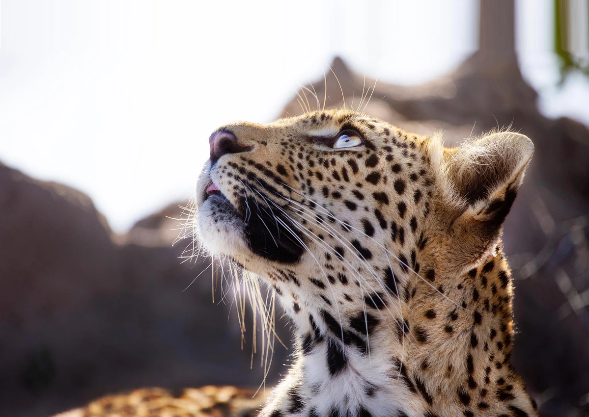 Leopard in the African bush