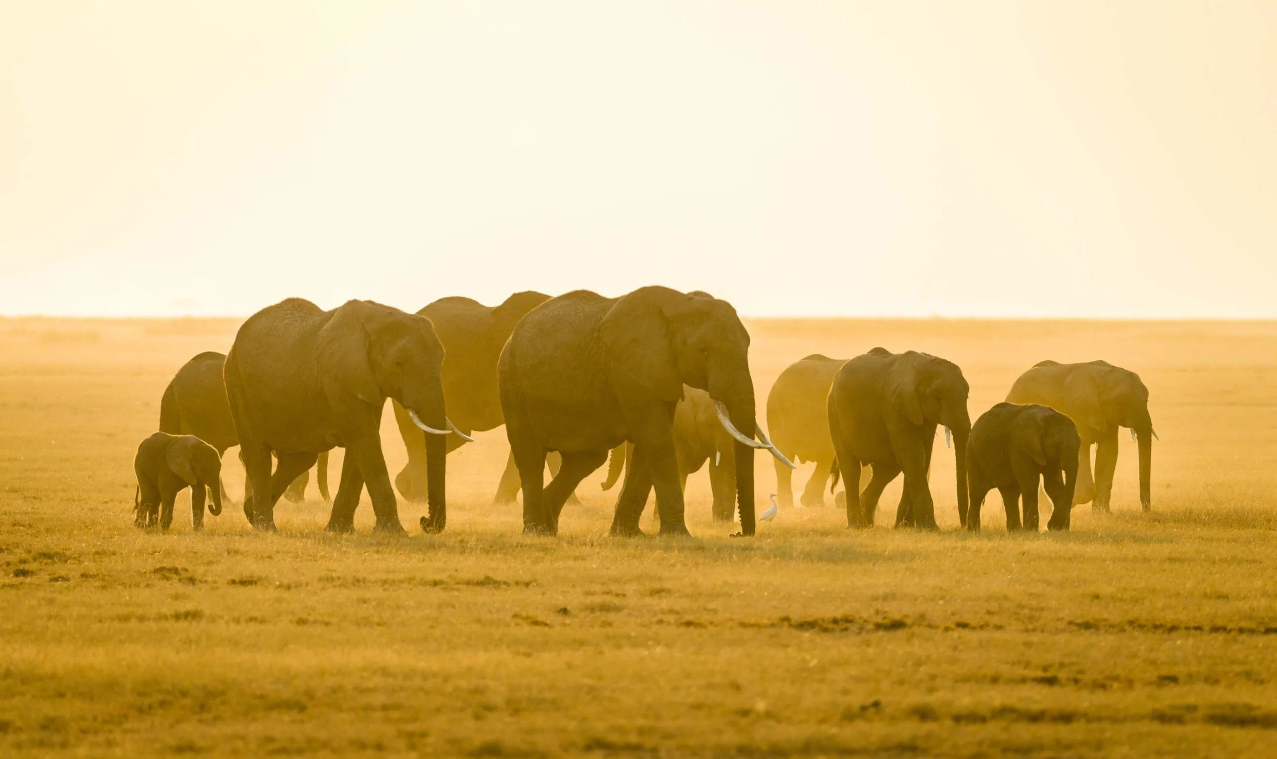 Tanzania — elephants on the Serengeti plains