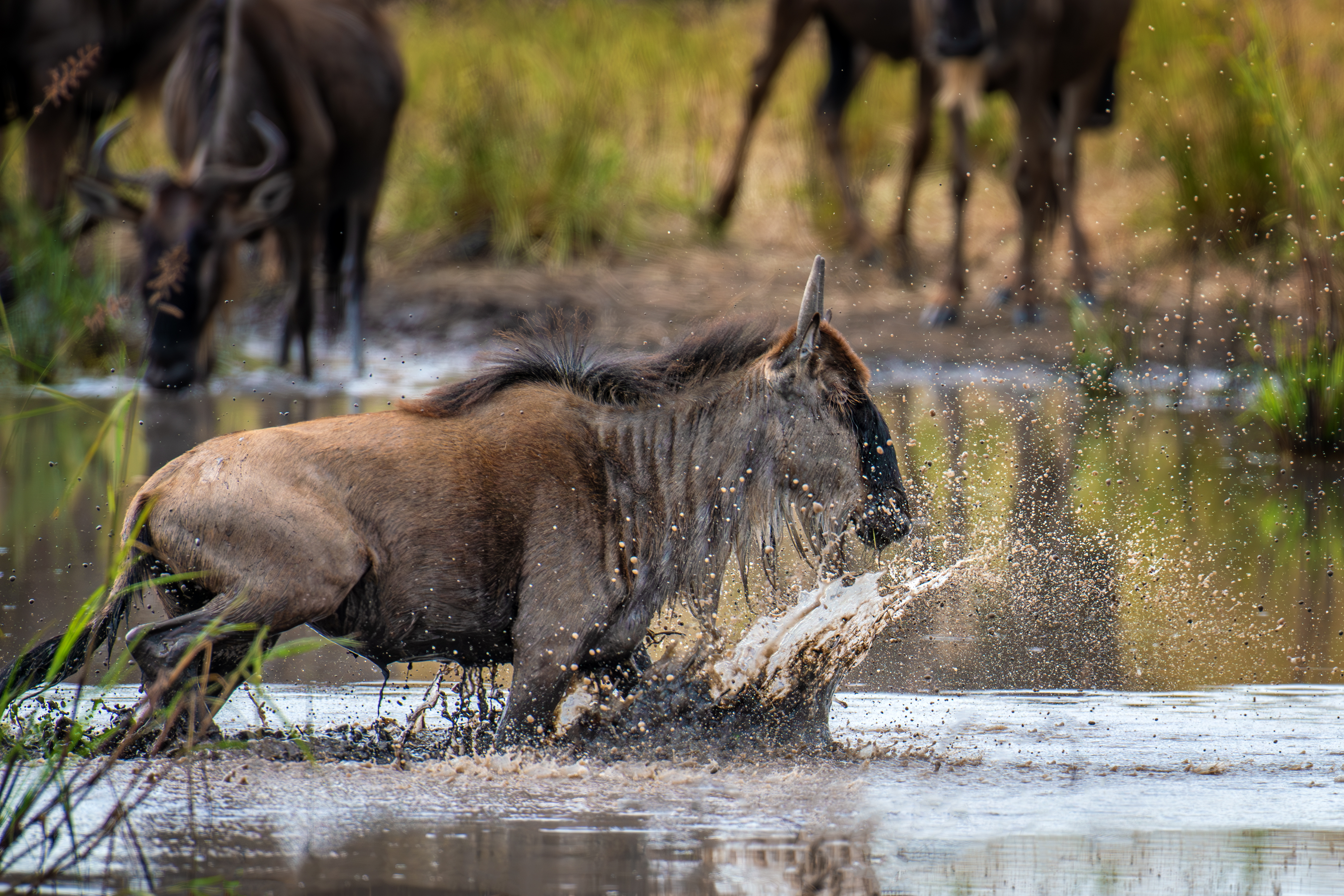Kenya — the Great Migration crossing the Mara River